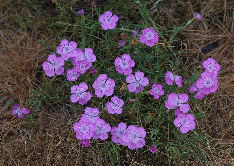 Dianthus seguieri / Garofano di Seguier